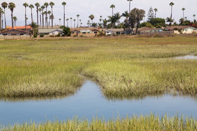 Tijuana Estuary 21