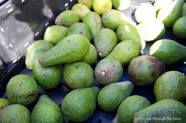 Avocado Festival 2