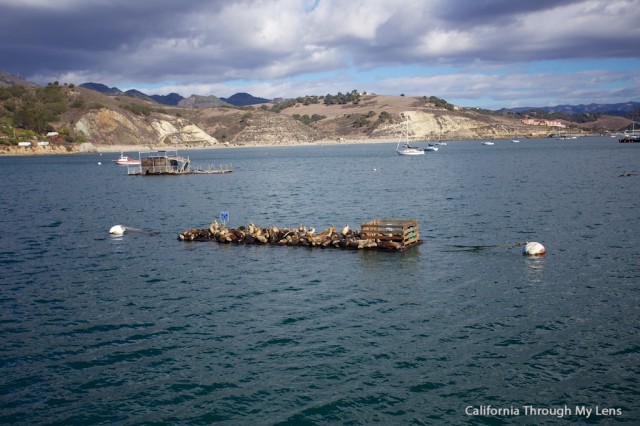 Avila Sea Lions 1