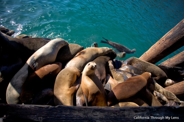 Avila Sea Lions 11