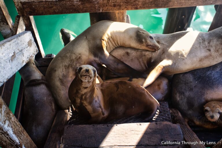 Sea Lions and Fish Markets on Port San Luis in Avila