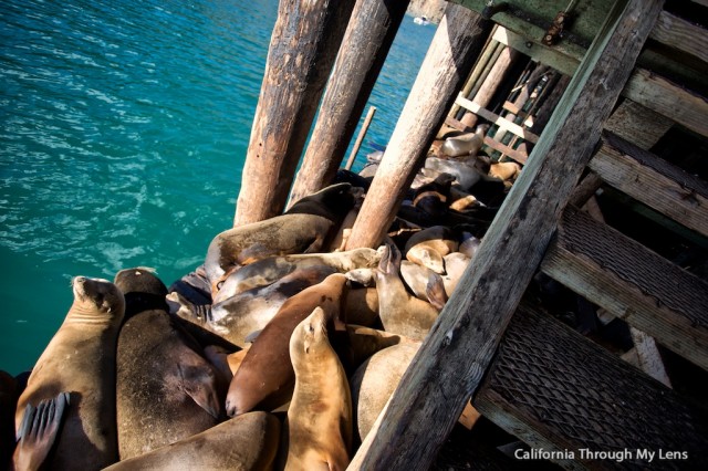 Avila Sea Lions 14