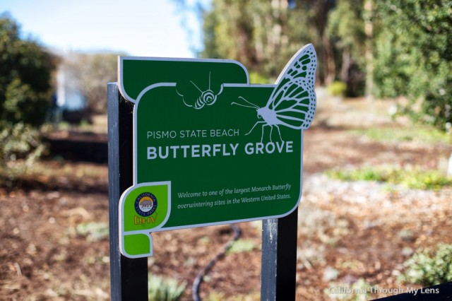 Monarch Butterfly Grove 1