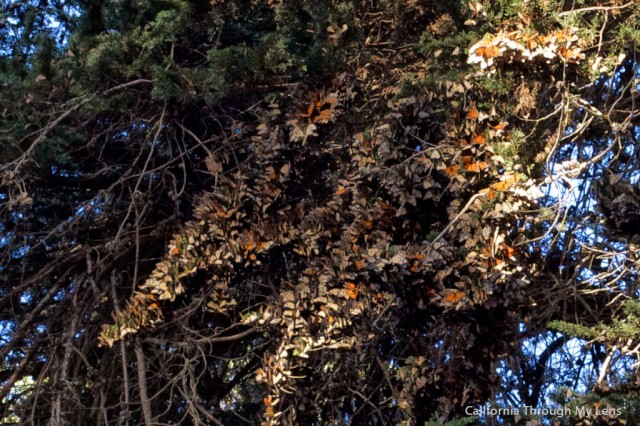 Monarch Butterfly Grove 3