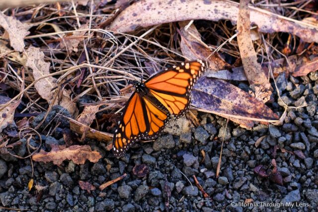 Monarch Butterfly Grove 6