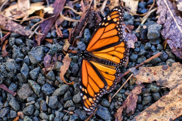 Monarch Butterfly Grove 8