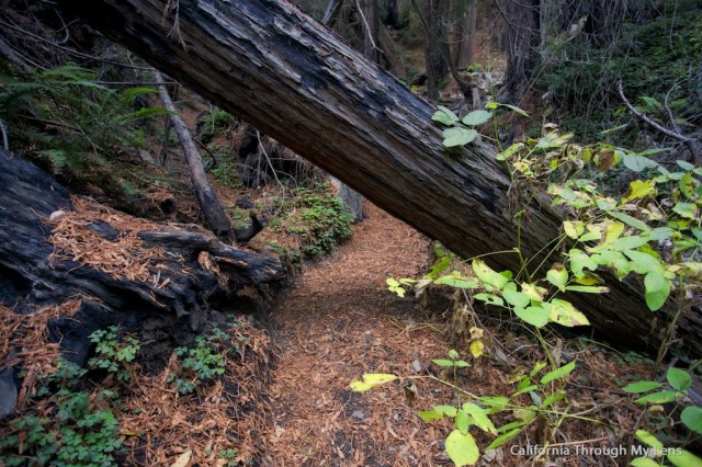 Limekiln Big Sur 5