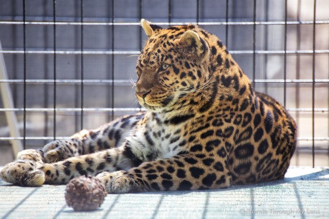 leopard big cat house