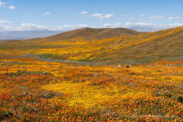 Antelope Valley Poppy Reserve: What to Know Before Visiting in 2023