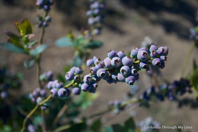 Pick Blueberries on Highway 1 10