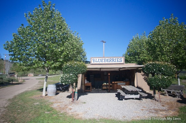 Pick Blueberries on Highway 1 3