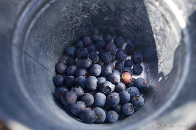 Pick Blueberries on Highway 1 5