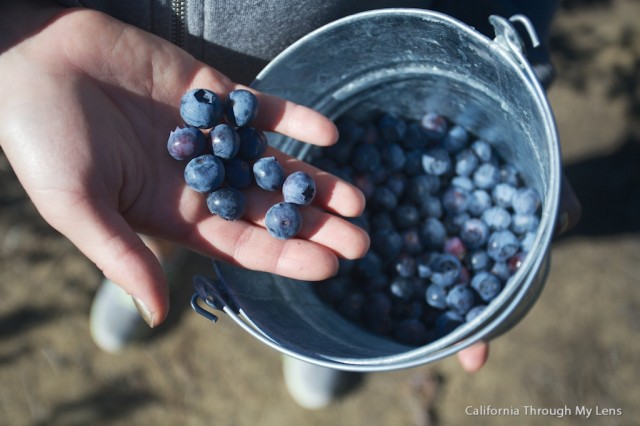 Pick Blueberries on Highway 1 6