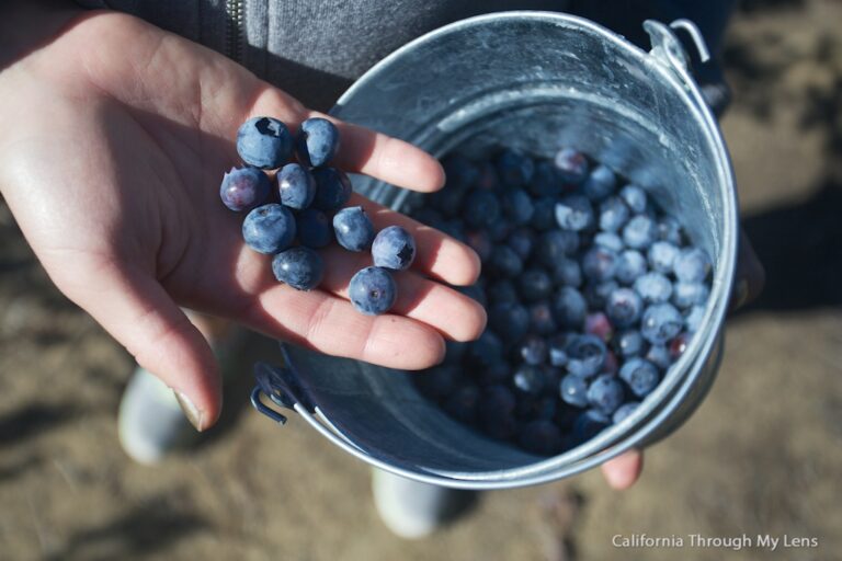 Santa Barbara Blueberries at Restoration Oaks Ranch: You Pick Blueberries on Highway 101