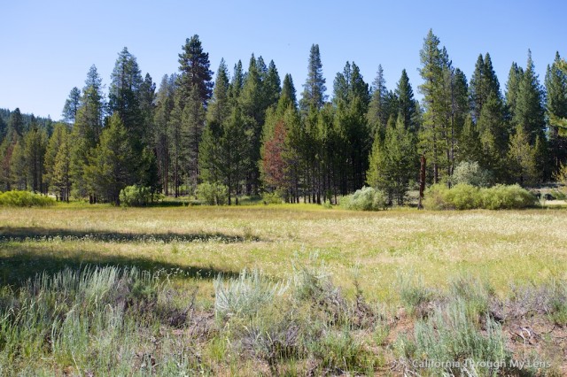 Donner Camp Trail 11