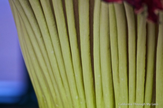 Corpse Flower 10