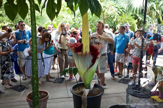 Corpse Flower 3