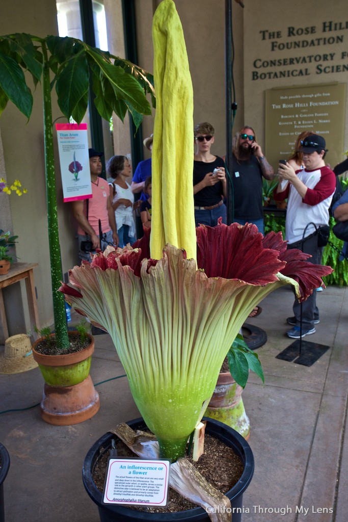 Corpse Flower Bloom At The Huntington Library - California Through My Lens