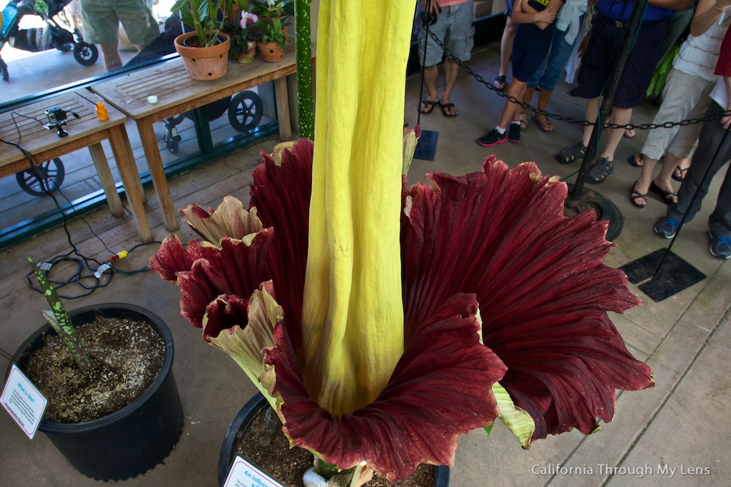 Corpse Flower Bloom at the Huntington Library - California Through My Lens