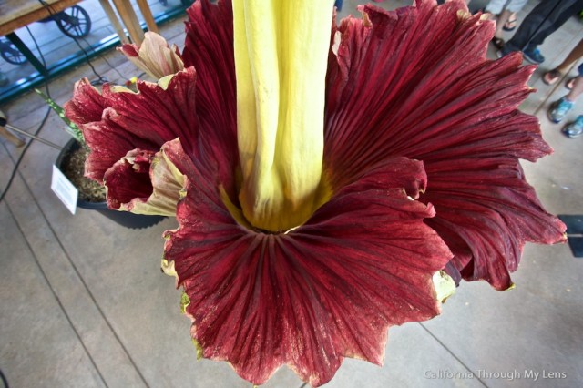 Corpse Flower 6