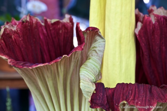 Corpse Flower  The Huntington