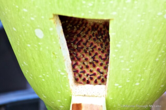 Corpse Flower 9