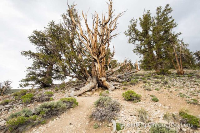 highway 395 update-3