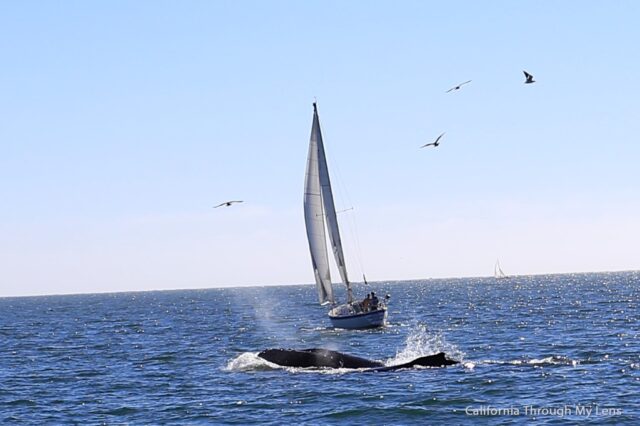 Sailing the Santa Cruz Harbor on the Chardonnay II California