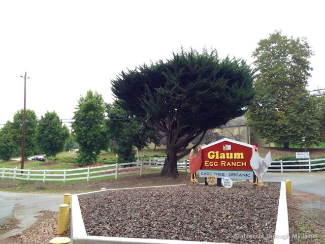 Glaum Egg Ranch Home of the Egg Vending Machine California