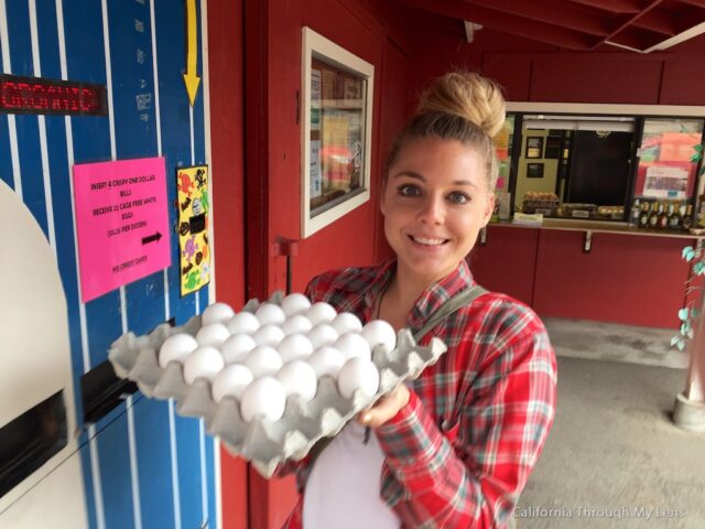 Glaum Egg Ranch Home of the Egg Vending Machine California