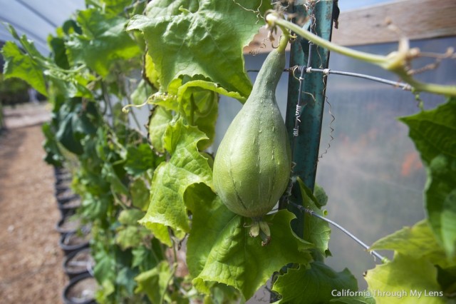 Luffa Farm in Nipomo: The Bath Scrubs that Grow on a Bush - California ...