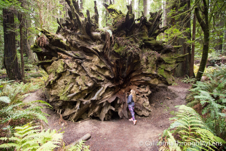 Founders Grove in the Avenue of the Giants - California Through My Lens