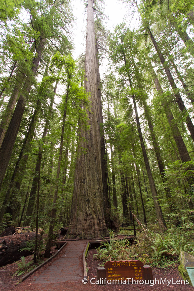 Founders Grove in the Avenue of the Giants - California Through My Lens