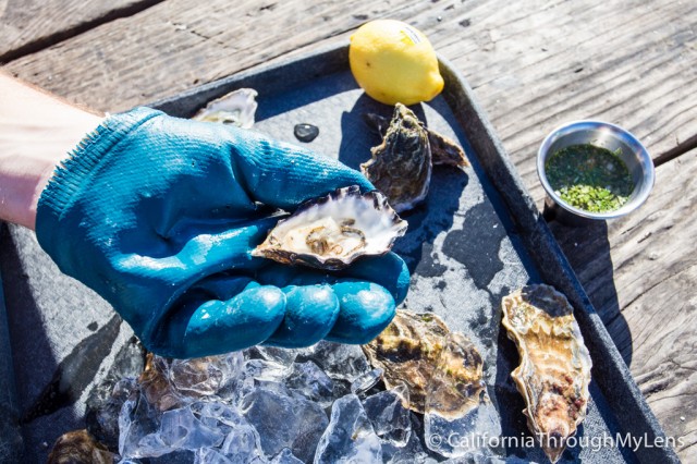 Hog Island Oyster Company: Shucking with a View - California Through My Lens