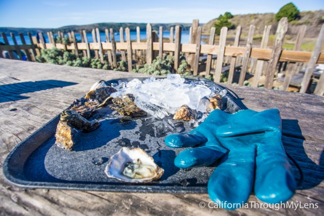 Oyster Shucking Gloves – Hog Island Oyster Co.