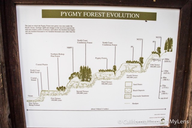 Pygmy Forest-3