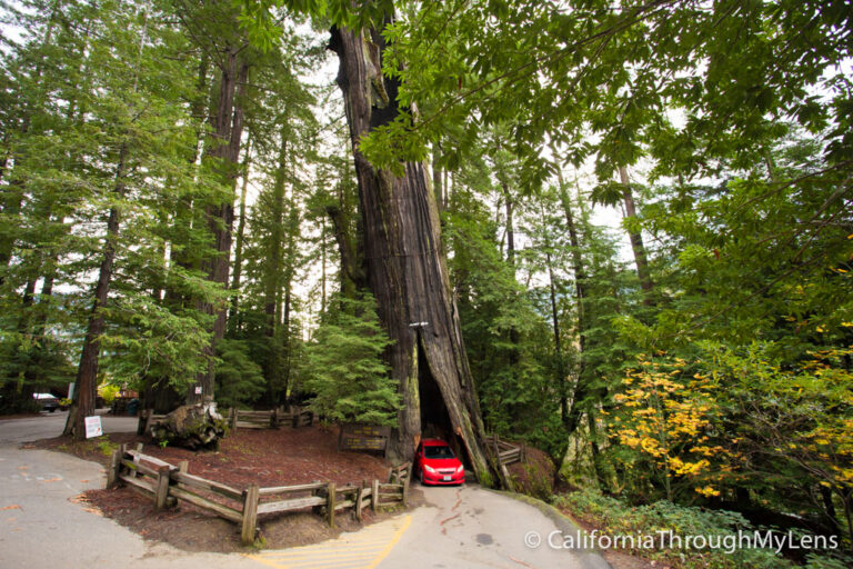 Shine Drive-Thru Tree in the Avenue of the Giants