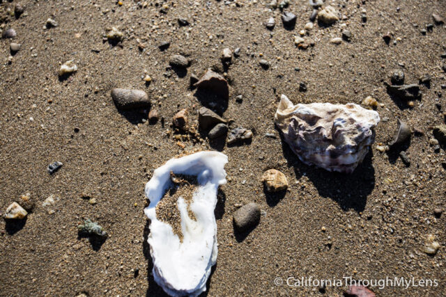 Tomales bay-8