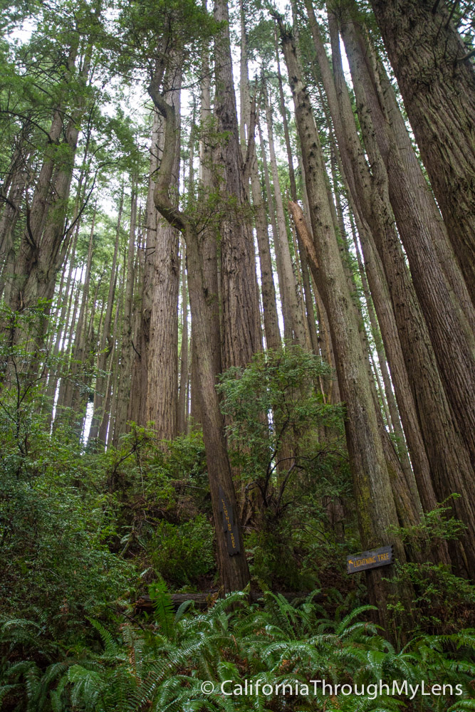 Trees of Mystery Giant Paul Bunyan, Crazy Trees and a Gondola Ride