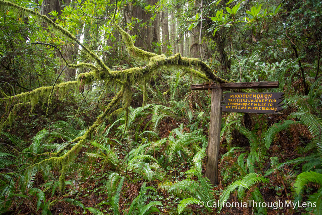 Bomen van mysterie Giant Paul Bunyan, Crazy Trees and a Gondola Ride
