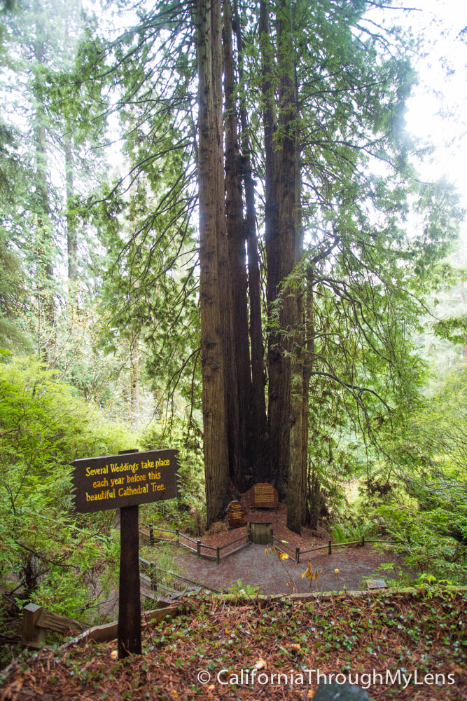 Trees of Mystery Giant Paul Bunyan, Crazy Trees and a Gondola Ride