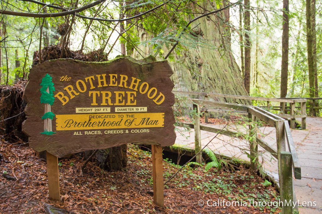 Trees of Mystery Giant Paul Bunyan, Crazy Trees and a Gondola Ride