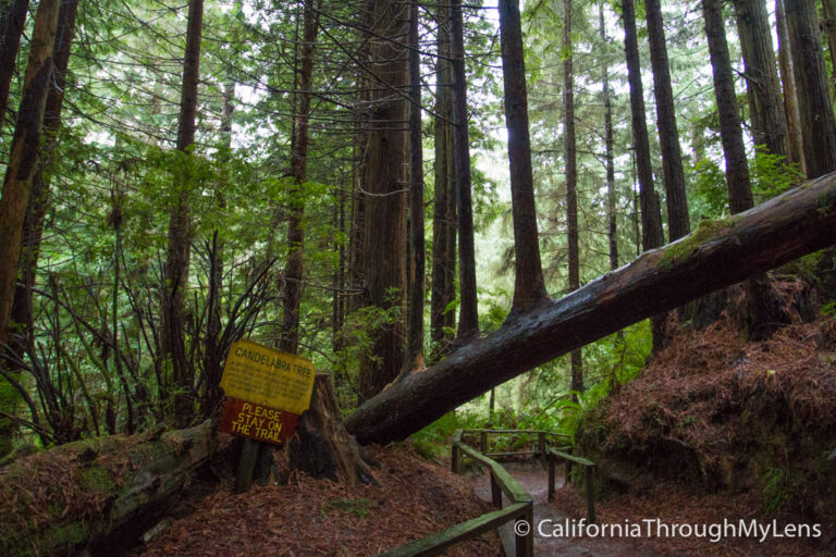 Trees of Mystery Giant Paul Bunyan, Crazy Trees and a Gondola Ride