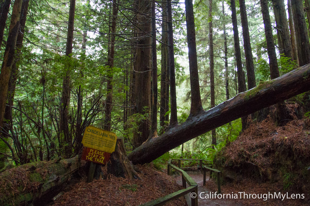 Trees of Mystery Giant Paul Bunyan, Crazy Trees and a Gondola Ride