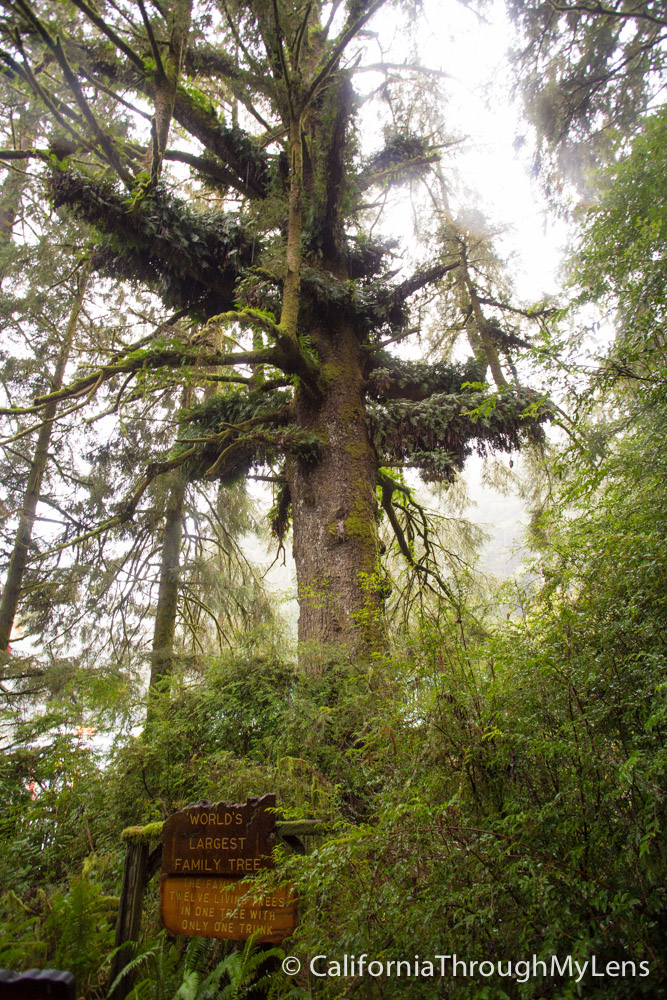 Trees of Mystery Giant Paul Bunyan, Crazy Trees and a Gondola Ride