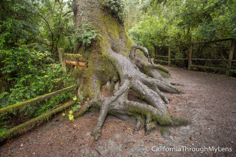 Trees of Mystery Giant Paul Bunyan, Crazy Trees and a Gondola Ride