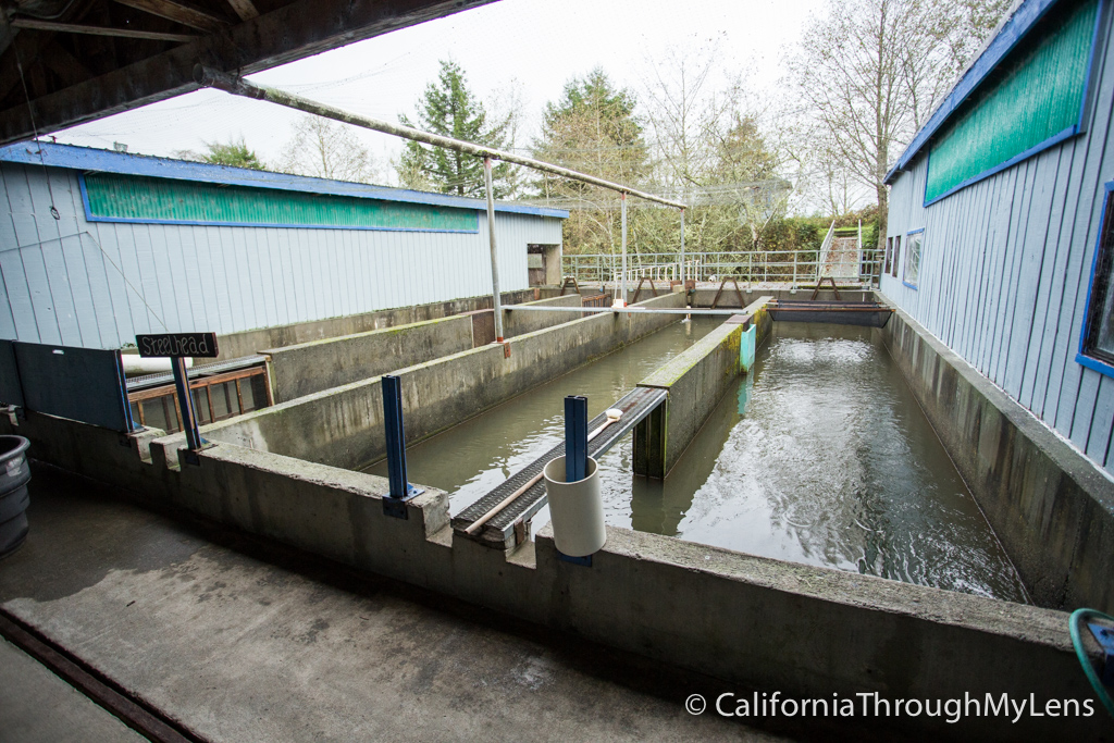 Rowdy Creek Fish Hatchery on the Smith River California Through My Lens