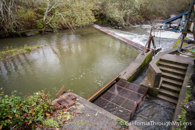 fish hatchery-5