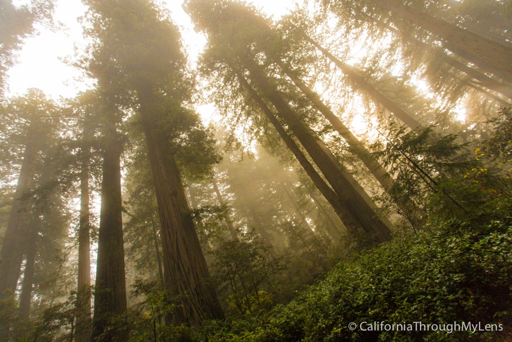 Lady Bird Johnson Grove In Redwoods National Park California Through My Lens