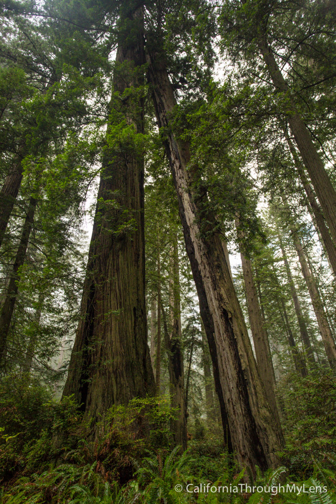 Lady Bird Johnson Grove in Redwoods National Park - California Through ...